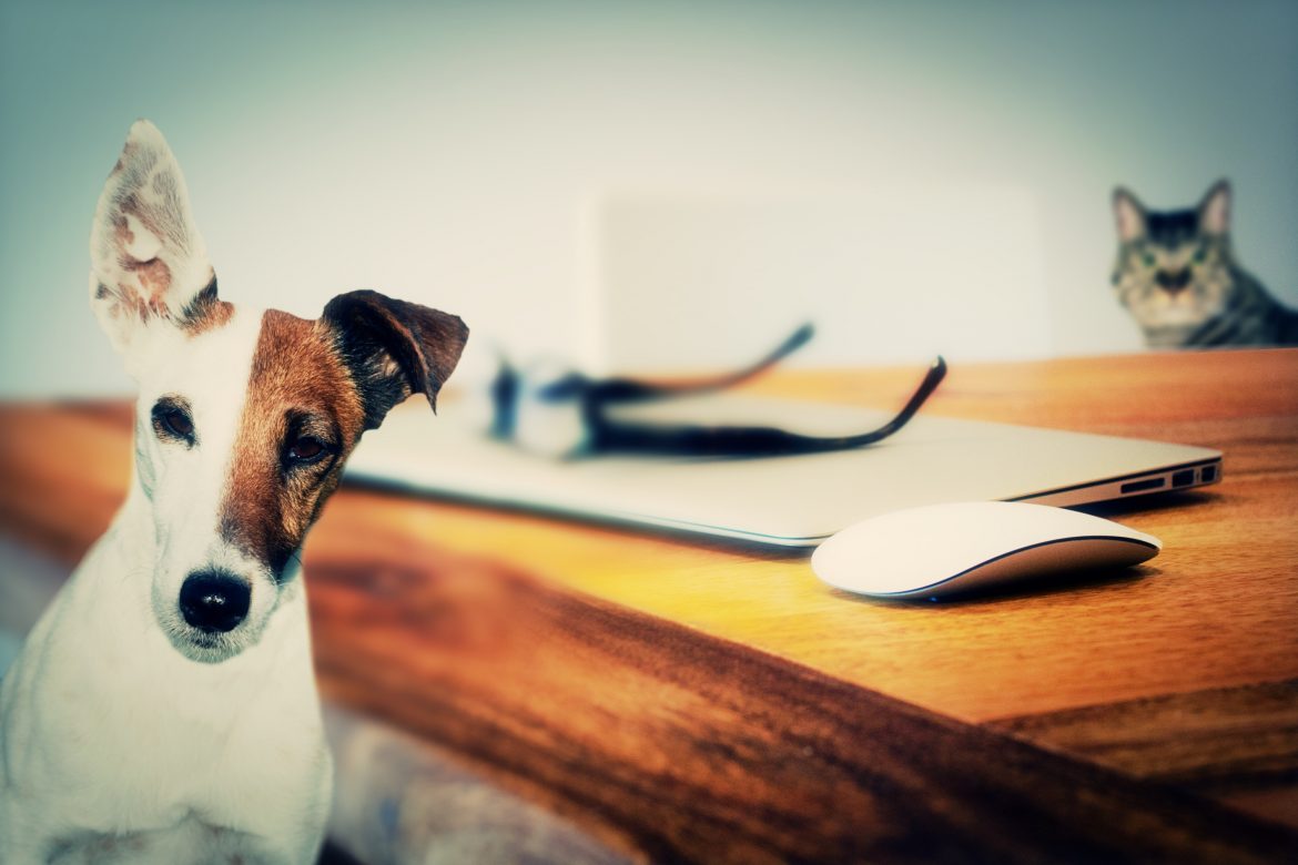 pets at work